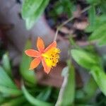 Epidendrum radicansFleur