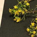 Rorippa sylvestris Floare