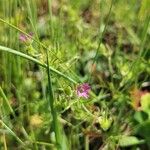 Geranium dissectumফুল