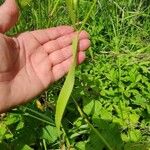 Agrostis gigantea 葉