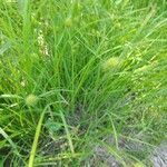 Carex squarrosa برگ