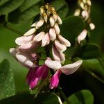 Indigofera roseocaerulea Λουλούδι