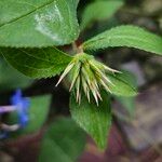 Ceratostigma willmottianum Frucht