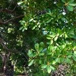 Ficus aureaΦρούτο