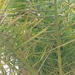 Phoenix canariensis List