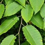Carpinus cordata Hoja