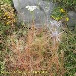 Cuscuta epithymum Yeri