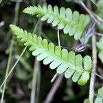 Dryopteris ardechensis Leaf