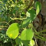 Vigna luteola Blatt