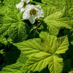 Rubus parviflorus 叶