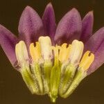 Brodiaea stellaris