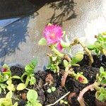 Mesembryanthemum cordifolium Õis
