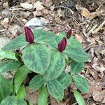 Trillium sessile 形态