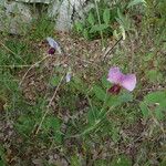 Lathyrus oleraceus Other