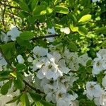 Exochorda racemosa Flor