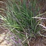 Schizachyrium scoparium Blatt