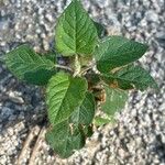 Cistus populifolius Likasa