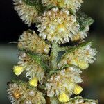 Ambrosia acanthicarpa Blüte