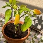 Capsicum annuum Fruit