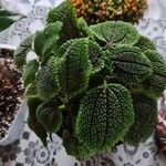 Pilea mollis Frunză