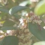 Myrsine africana 花