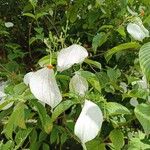 Mussaenda frondosa Blad