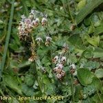 Thalictrum alpinum Flower