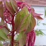 Amaranthus caudatus Blatt