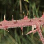 Rubus adscitus Bark