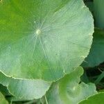 Hydrocotyle verticillata Feuille