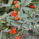 Pyracantha koidzumii Frucht