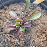 Penstemon digitalis Leaf