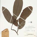 Annona neoinsignis Leaf