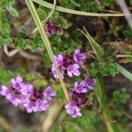 Thymus praecoxFlower