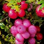 Gaultheria mucronata Fruit