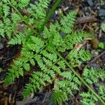 Cystopteris montana Leaf