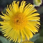 Pulicaria vulgarisFlower