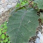 Solanum quitoense Levél