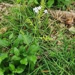 Plumbago zeylanica Ліст
