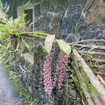 Rhipidoglossum rutilum Flower