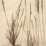 Festuca maritima Natur