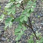 Caragana arborescens Leaf