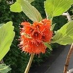 Greyia flanaganii Flor