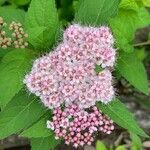 Spiraea japonica Blomma