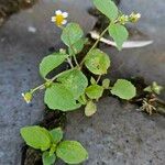 Galinsoga quadriradiata Habit