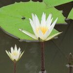 Nymphaea ampla Flor