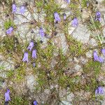 Campanula excisa Habit