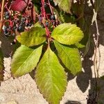 Parthenocissus insertaপাতা