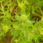 Grindelia squarrosa Fuelha