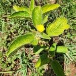 Melhania ovata Leaf